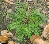 Cardamine impatiens - ASA1_0010 Cardamine impatiens - ASA1_0010
