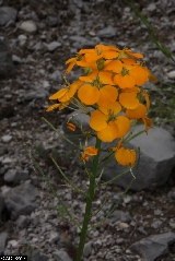 Erysimum aurantiacum - ASA1_0015 Erysimum aurantiacum - ASA1_0015
