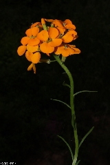 Erysimum aurantiacum - ASA1_0016 Erysimum aurantiacum - ASA1_0016