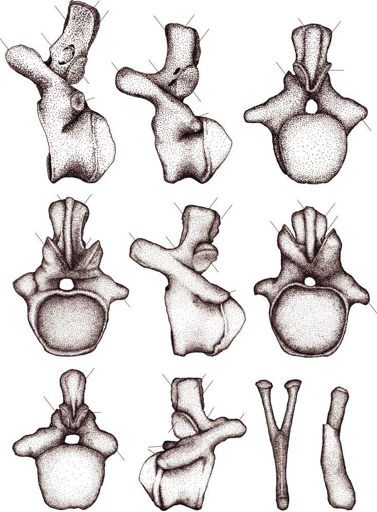 MiloniSantucci_Bertini_2006_002.jpg