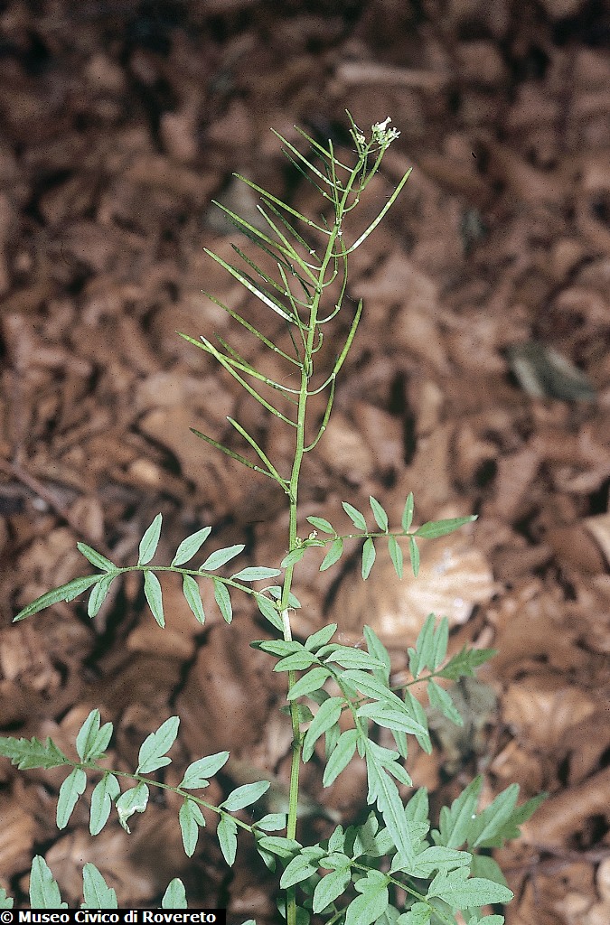 1009_Cardamine_impatiens.jpg 1009_Cardamine_impatiens.jpg
