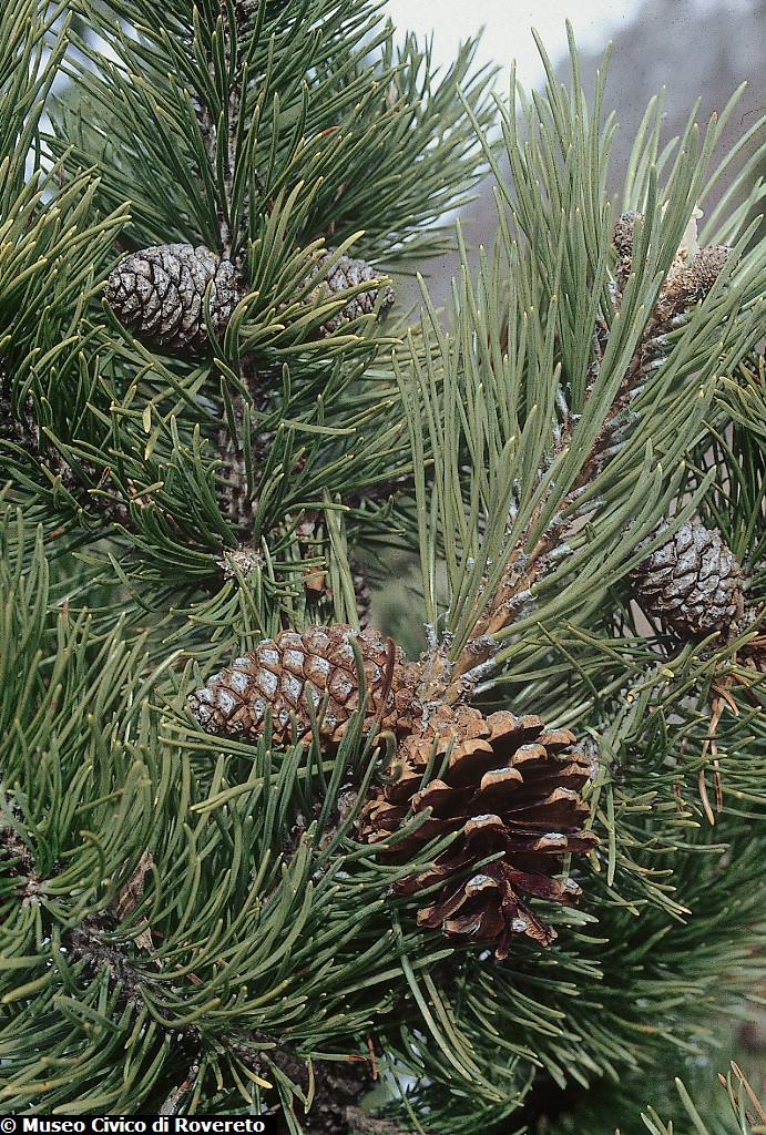 117_Pinus_mugo.jpg