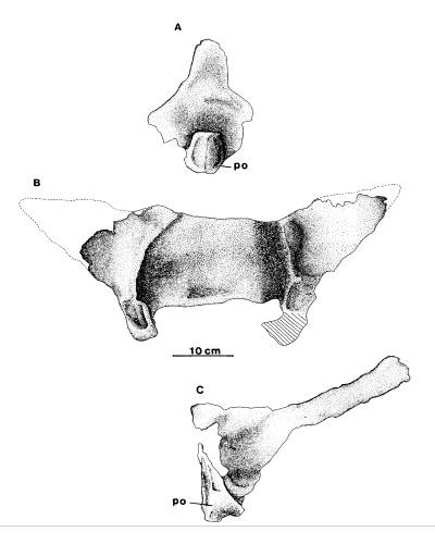 Bonaparte_1999b_002.jpg