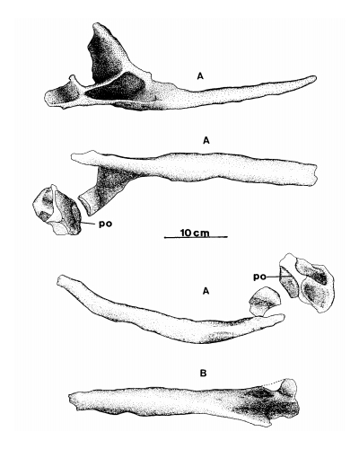 Bonaparte_1999b_003.jpg