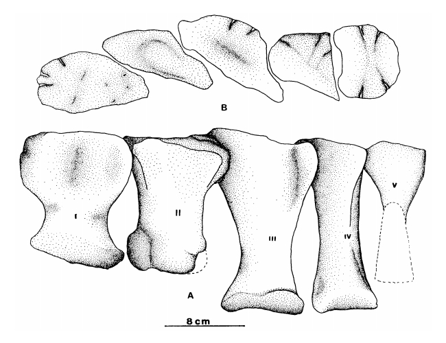 Bonaparte_1999b_006.jpg