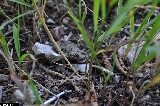 ASA1_0027_Bombina_variegata