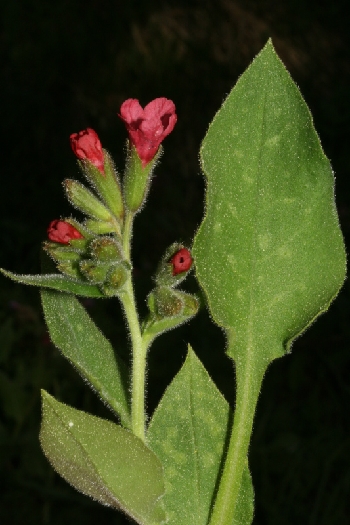 Pulmonaria vallarsae
