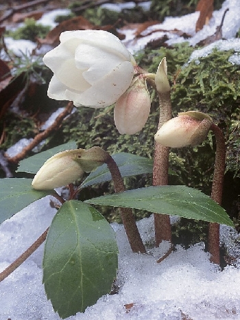 Helleborus niger