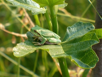 Raganella italiana