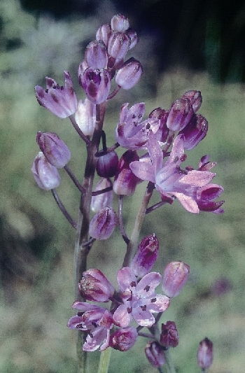 Scilla autumnalis