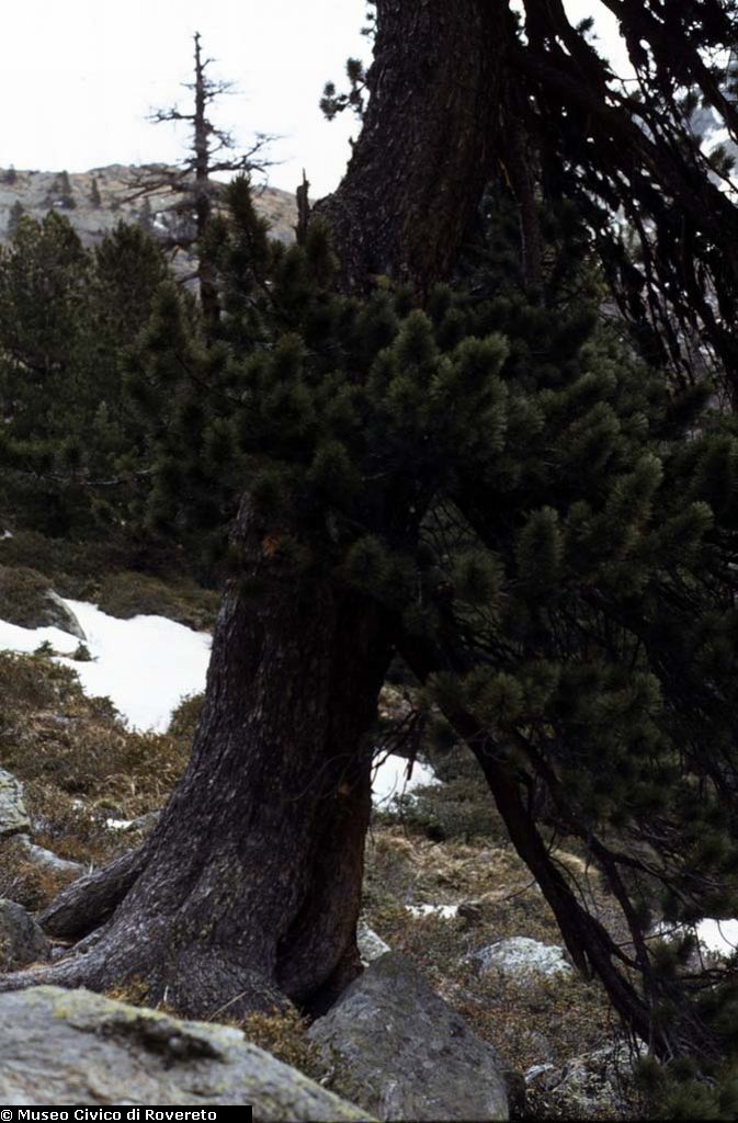 BAM1636_16_Pinus_cembra.jpg BAM1636_16_Pinus_cembra.jpg