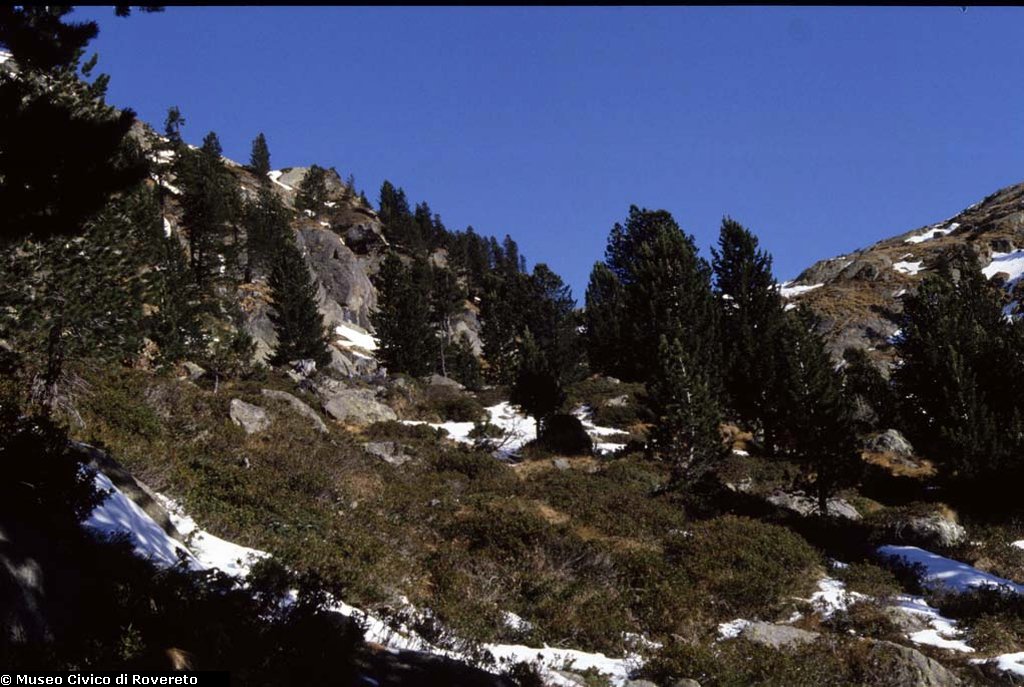BAM1636_17_Pinus_cembra.jpg BAM1636_17_Pinus_cembra.jpg