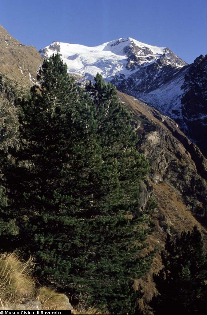 BAM1636_18_Pinus_cembra.jpg BAM1636_18_Pinus_cembra.jpg