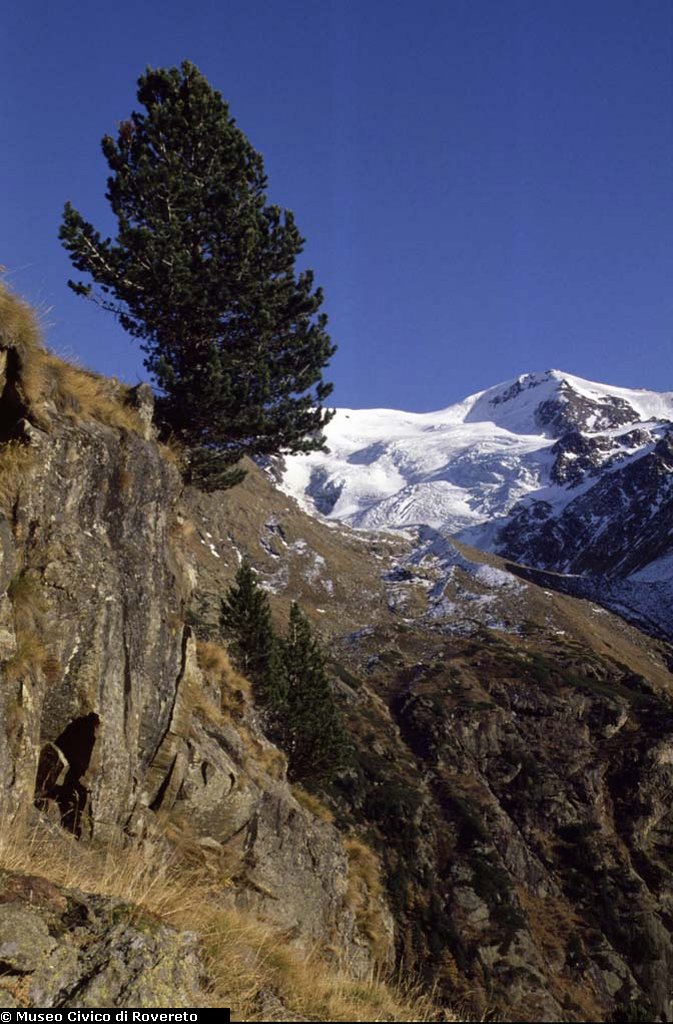 BAM1636_19_Pinus_cembra.jpg BAM1636_19_Pinus_cembra.jpg