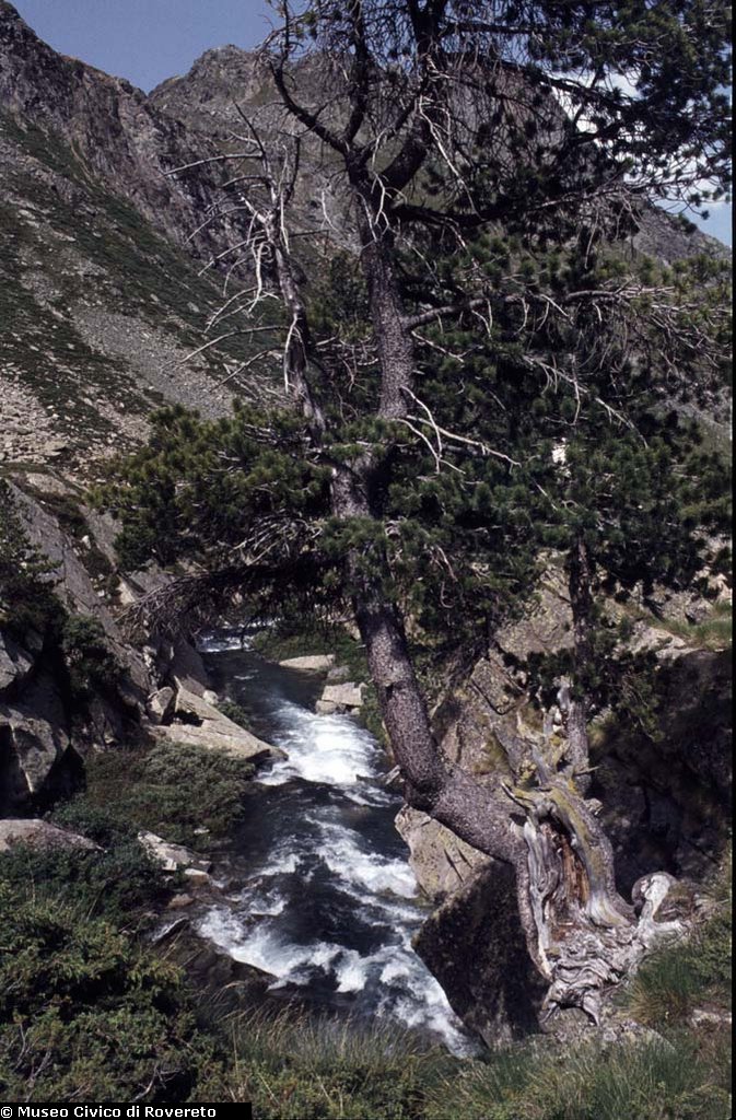 BAM1637_01_Pinus_cembra.jpg BAM1637_01_Pinus_cembra.jpg
