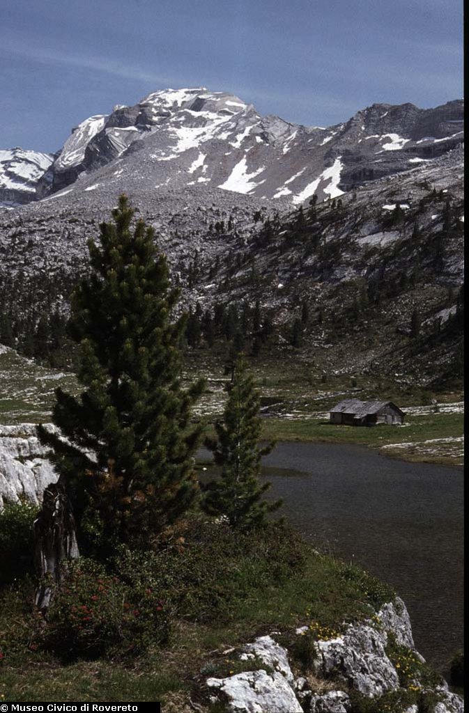 BAM1637_02_Pinus_cembra.jpg BAM1637_02_Pinus_cembra.jpg