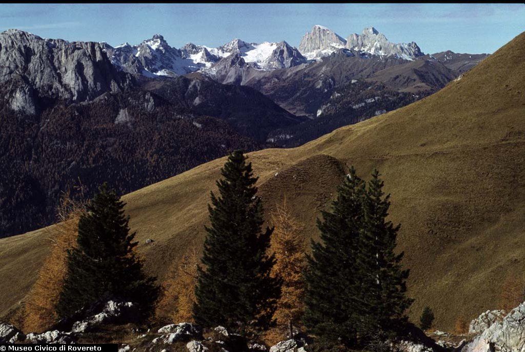 BAM1637_03_Pinus_cembra.jpg BAM1637_03_Pinus_cembra.jpg
