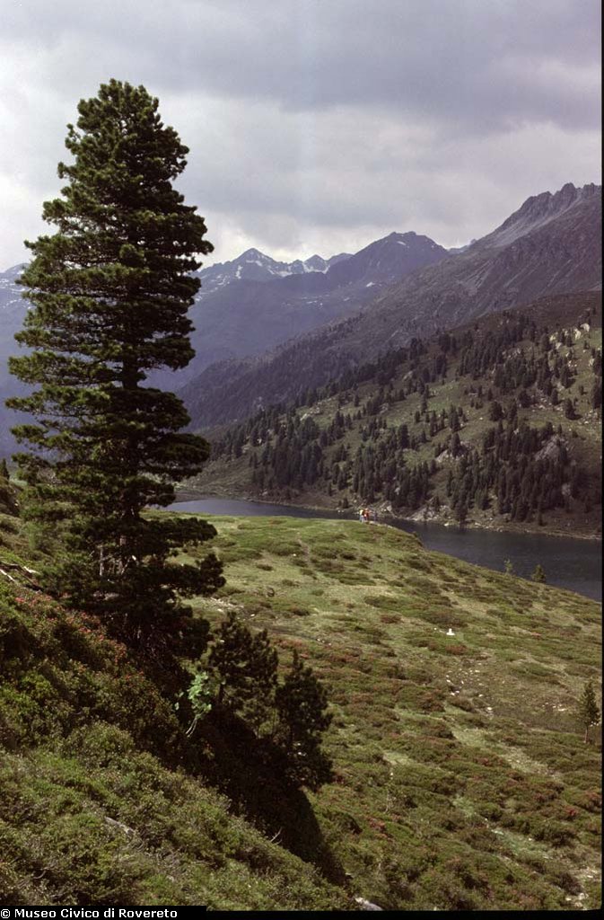 BAM1637_04_Pinus_cembra.jpg BAM1637_04_Pinus_cembra.jpg