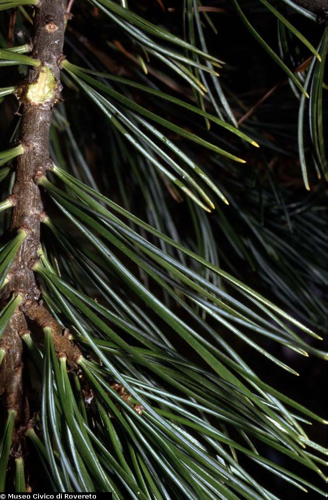 BAM1637_06_Pinus_cembra.jpg BAM1637_06_Pinus_cembra.jpg