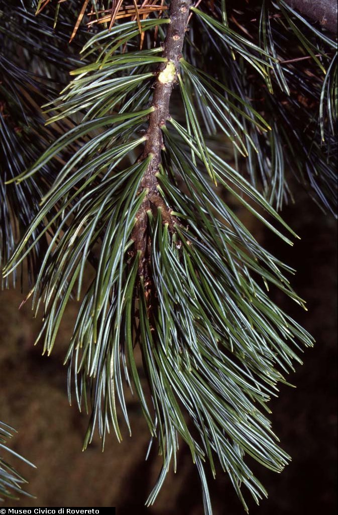BAM1637_08_Pinus_cembra.jpg BAM1637_08_Pinus_cembra.jpg
