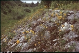 Erysimum aurantiacum Erysimum aurantiacum