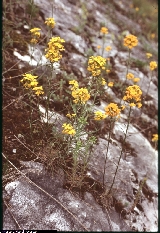 Erysimum aurantiacum Erysimum aurantiacum