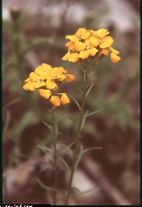 Erysimum aurantiacum Erysimum aurantiacum