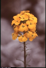 Erysimum aurantiacum Erysimum aurantiacum