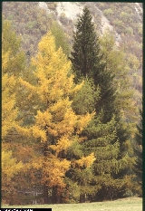 Larix decidua