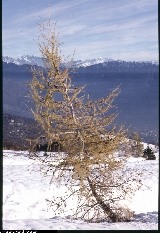 Larix decidua