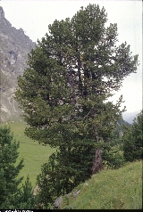 Pinus cembra Pinus cembra
