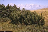 Pinus mugo