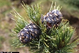 Pinus cembra Pinus cembra