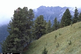 Pinus cembra Pinus cembra