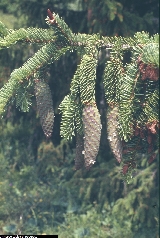 Picea abies