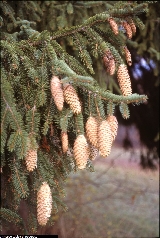 Picea abies