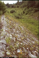 Erysimum aurantiacum Erysimum aurantiacum