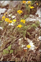 Erysimum aurantiacum Erysimum aurantiacum