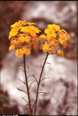Erysimum aurantiacum Erysimum aurantiacum