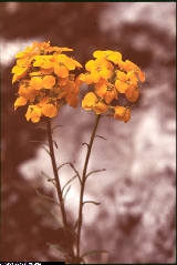 Erysimum aurantiacum Erysimum aurantiacum