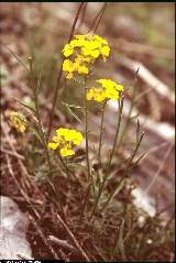 Erysimum aurantiacum Erysimum aurantiacum