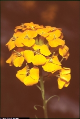 Erysimum aurantiacum Erysimum aurantiacum