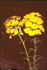 Erysimum aurantiacum Erysimum aurantiacum