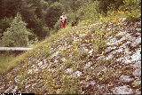 Erysimum aurantiacum Erysimum aurantiacum