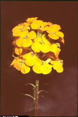 Erysimum aurantiacum Erysimum aurantiacum