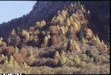 BAP161_02_Larix_decidua