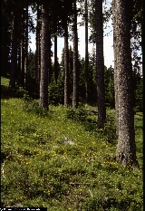 BAP198_17_Picea_abies