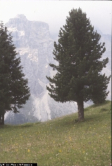 Pinus cembra Pinus cembra