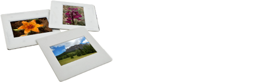 archivio fotografico Flora del Trentino